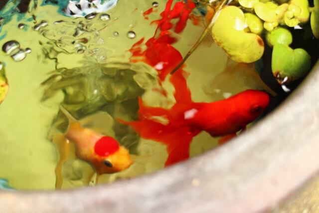 鉢の中の可愛い金魚たち　背景の写真 鉢の中の可愛い金魚たちと浮き草 f 